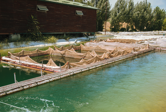 เครื่องวัดออกซิเจนในน้ำ สำหรับงานเลี้ยงปลา และสัตว์น้ำ